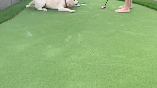Molly the Golden Wants to Play Golf with Dad!