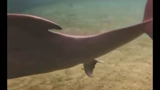 Beautiful Dolphin Give Birth Under Water