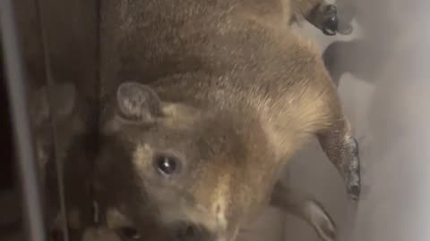 Cape Hyrax Descends Down Refrigerators