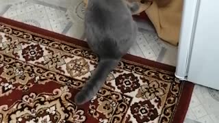 Cat plays with dog