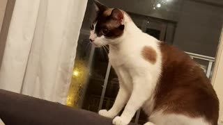 Cat Scared of Massager Leaps in Fear
