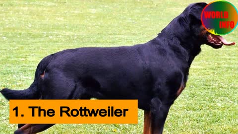 The most expensive dogs in the world TOP 10