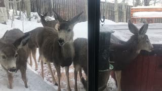 Deer Take Over the Bird feeder in the Back Yard