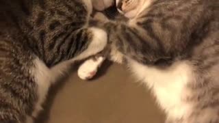 Cat Brothers Cuddle During a Nap