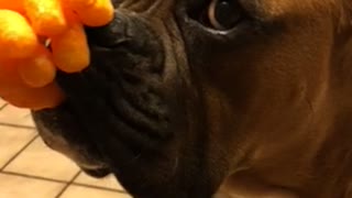 Patient Pooch Delivers Ultimate Cheeto Stack