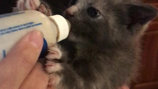 Kitten Drinking Bottle
