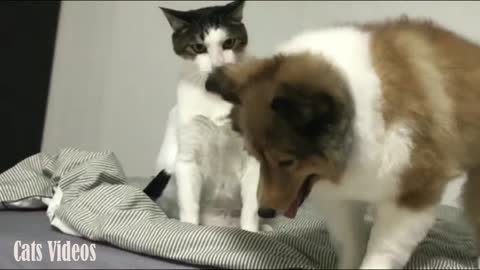 A Cat Laughing At A Dog And Hitting it on His Face