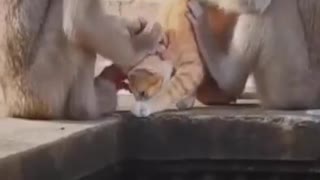 monkey & cat funny video | Two monkeys doing a very strange thing