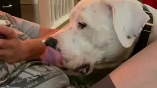 Doggy can’t get whipped cream off his nose