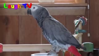 A Cute Funny Parrots Talking Videos Compilation