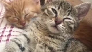 Tiny baby kittens are trying to sleep