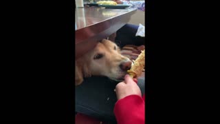 Golden Retriever takes the meaning of "corn dog" to a whole new meaning