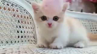Lovely Cute little cat
