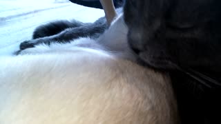 The cat takes pleasure when he licks a mastiff!