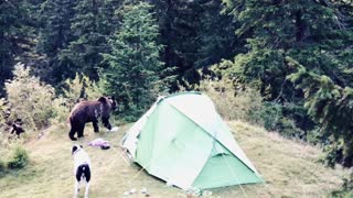 Bears Raid Tourists Tent