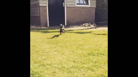 Adorable Dachshund running in slowmotion