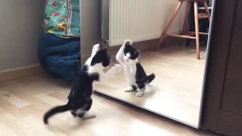 Funny cat and the mirror