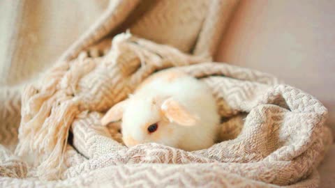 Cute Baby Bunny Will Melt Your Heart!