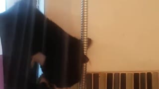 Cat Joins its Human in the Shower
