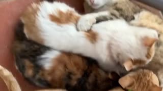 Cute cats playing with each other will brighten your day