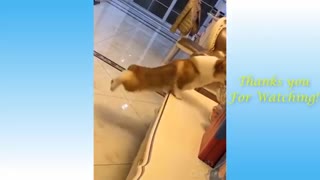 Cute Pets And Funny Animals Playing Compilation