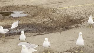 Playing with seagulls