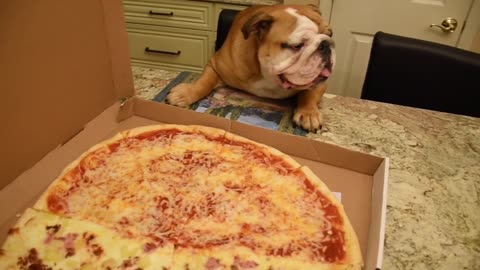 English Bulldog drools over large pizza