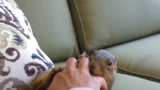 Making a squirrel laugh