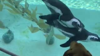 Penguins amazingly interact with curious dog at aquarium
