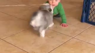 Dog play with a little child.
