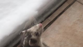 Adorable Ferret Encounters Snow For the First Time