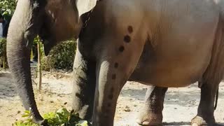 Big elephant eating grass | live interesting video || AcMamta