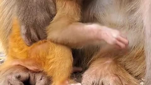 Baby Monkey funny video