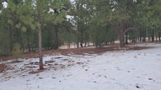 Herd of Deer running through our property