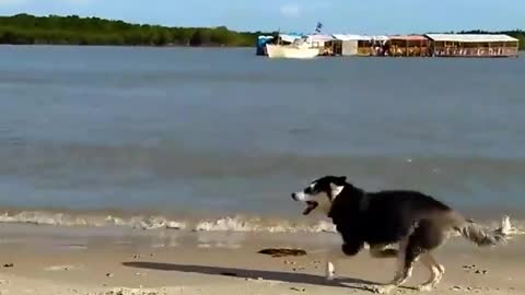 Dogy Runing On the Beach And He is Happy