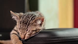CUTE CAT SLEEPING IN ARMCHAIR