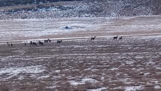 Mule Deer Herd With A Couple Nice Bucks