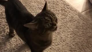 Cat trying not to sneeze