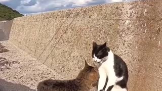 CRAZY CAT FIGHT CAUGHT ON CAMERA PART 1