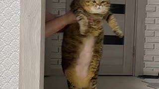 Cat Dancing funny video