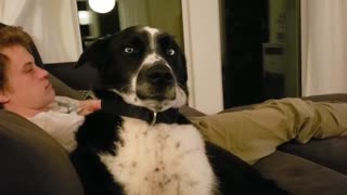 Bewildered Dog Gives Hilarious Look To The Camera