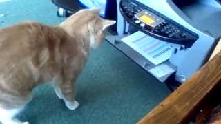 Funny Cat Video ( Short Clip )