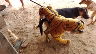Dog Pranked With Fake Tiger | MUST WATCH 2021