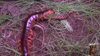 Snake and Giant Centipede