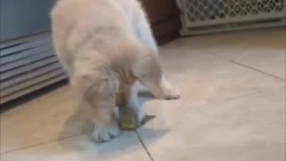 Puppy Can't Resist Playing With Lemon