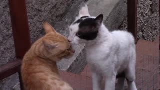 dogs and cats funny videos