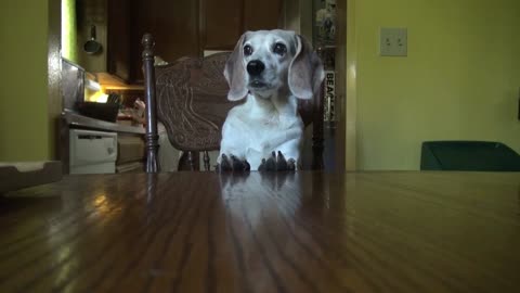 Beagle Throws Adorable Temper Tantrum For A Treat