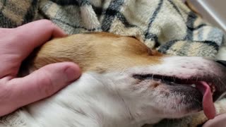 Sleepy Dog Sticks His Tongue Out
