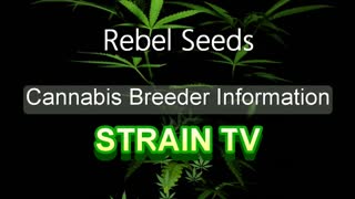 Rebel Seeds - Cannabis Strain Series - STRAIN TV