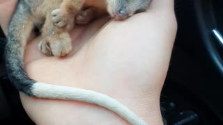 Rescued Ringtail Possum Curls up to Warmth